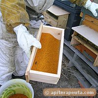 foto de polen para apiterapia HD